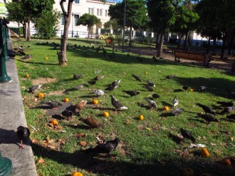 Birds eating oranges in Athens park